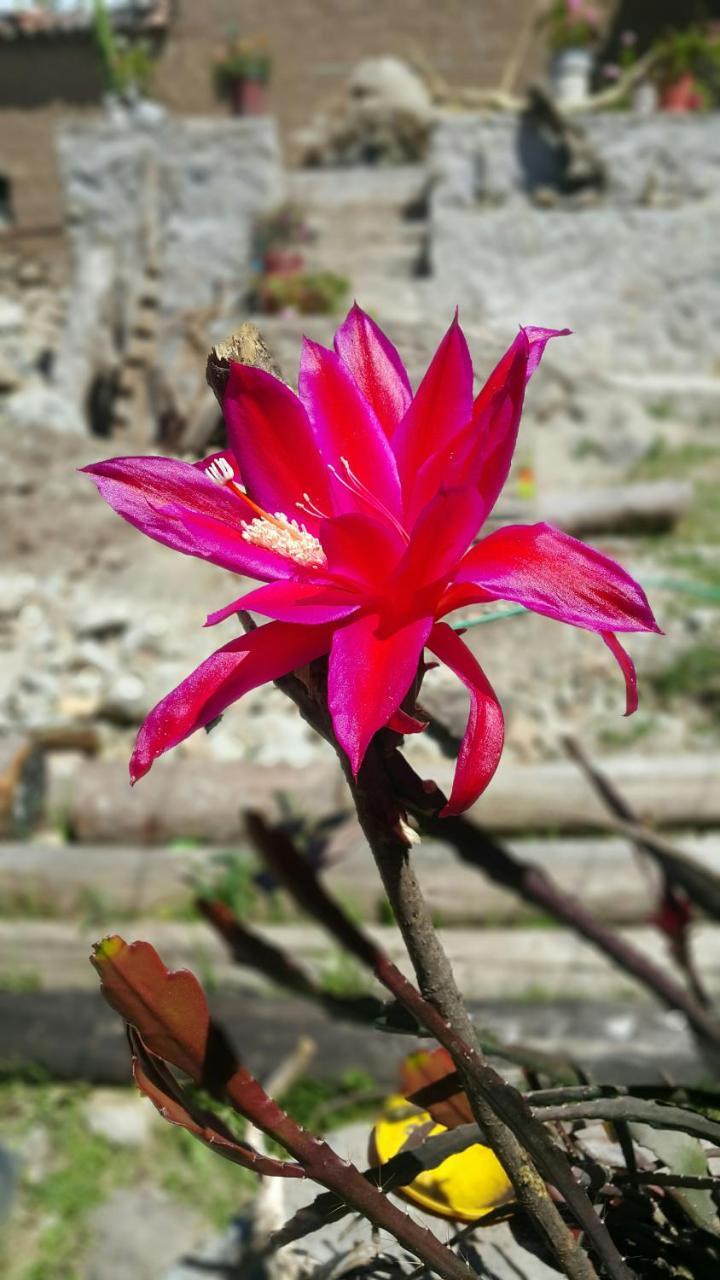 Casona Mollepata Ξενοδοχείο Εξωτερικό φωτογραφία